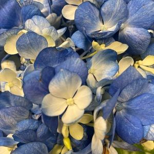 Meet your Posher, Melanie